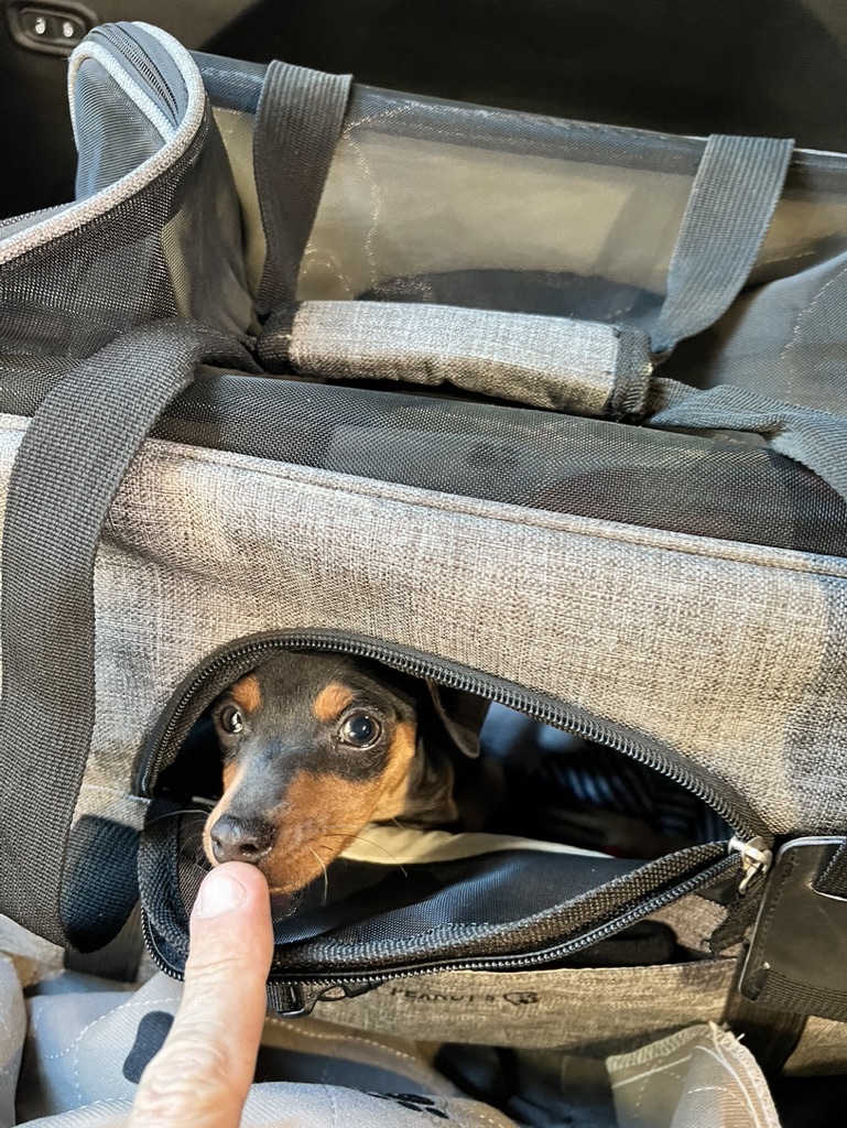 Puppy Rocko peeking out of his travel carrier, with Ron's finger touching his nose
