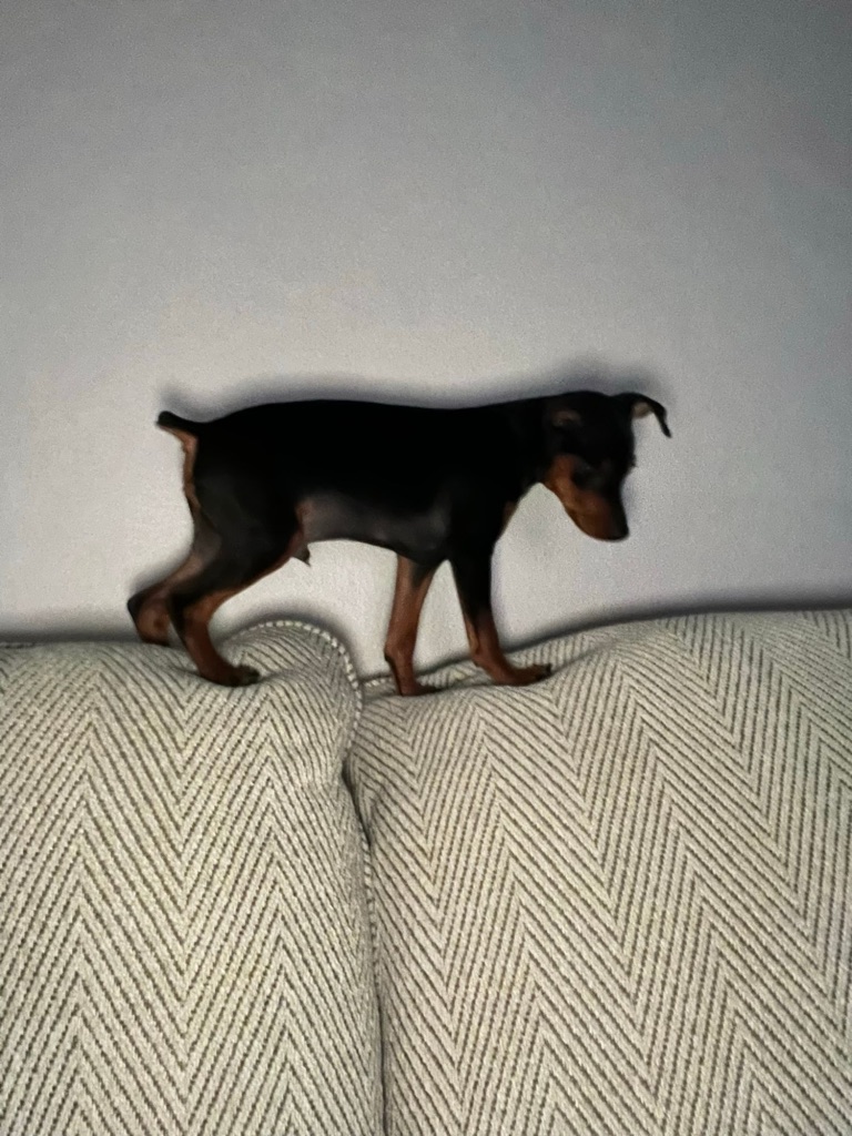 Puppy Rocko walking along the back of the couch