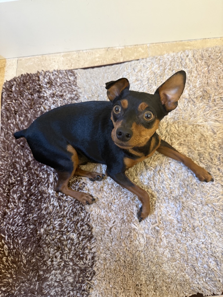 Rocko lying on a rug, looking up