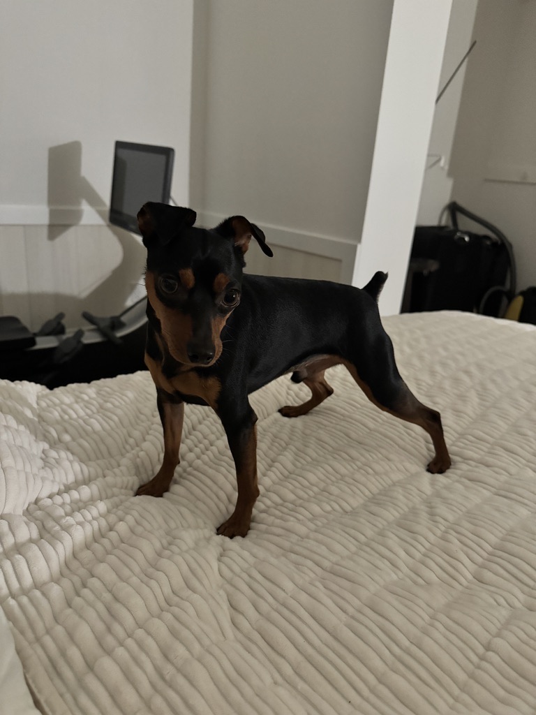 Rocko standing on the bed