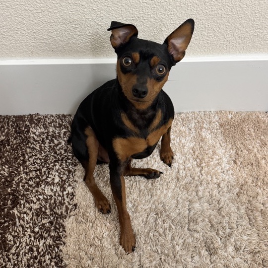 Rocko, a black-and-tan Miniature Pinscher