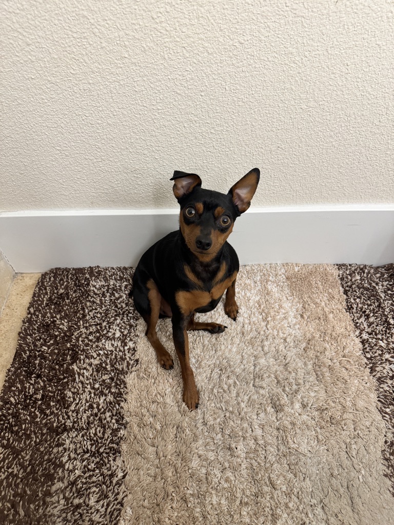 Rocko sitting on a rug, looking up with one ear flipped