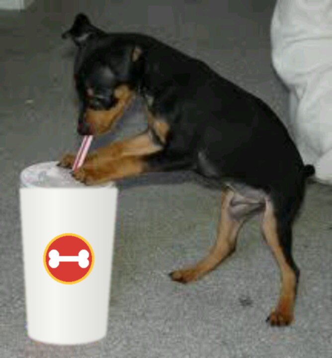 Puppy Rocko sipping through a straw from a big cup